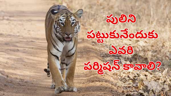 గ్రామాల్లోకి పులి వస్తే.. పట్టుకునేందుకు అధికారులు ఎవరి పర్మిషన్ తీసుకుంటారో తెలుసా?