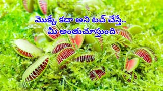 చనిపోయిందనుకున్న భార్య నుంచి ఓటీపీ.. పరుగెత్తుకెళ్లిన భర్త..  దిమ్మతిరిగే ట్విస్ట్‌తో అంతా షాక్..