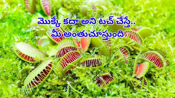 జాగ్రత్త.. ఇవి సాధారణ మొక్కలు కావు.. మాంసాహారులు! దగ్గరికి వచ్చినదాన్ని అమాంతంగా మింగేసే భయంకర జాతులు..