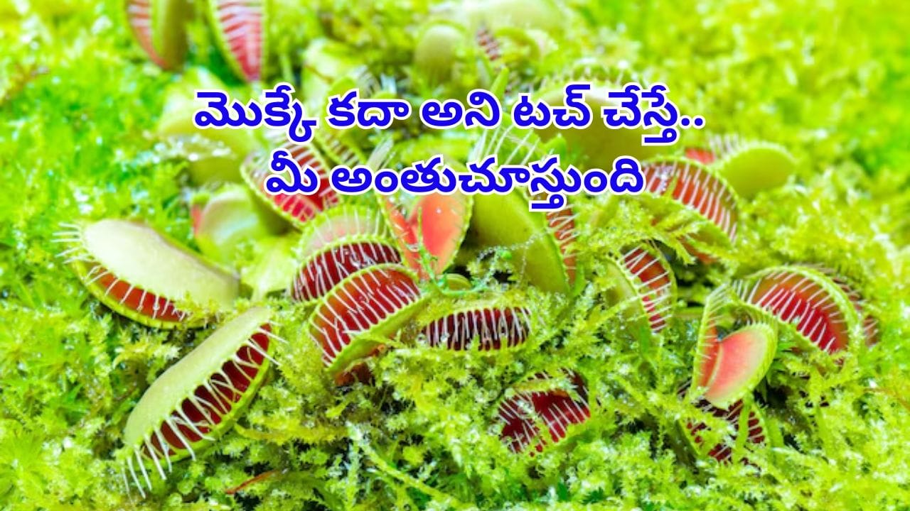 జాగ్రత్త.. ఇవి సాధారణ మొక్కలు కావు.. మాంసాహారులు! దగ్గరికి వచ్చినదాన్ని అమాంతంగా మింగేసే భయంకర జాతులు..