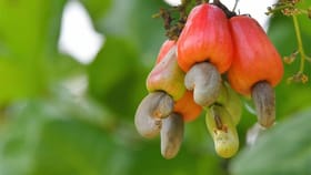 నేలపాలయ్యే జీడి మామిడి పండులో దాగి ఉన్న అద్భుత పోషకాలు