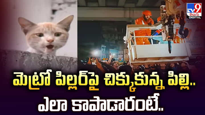 మెట్రో పిల్లర్పై చిక్కుకున్న పిల్లి.. ఎలా కాపాడారంటే.. మెట్రో పిల్లర్పై చిక్కుకున్న పిల్లి.. ఎలా కాపాడారంటే..