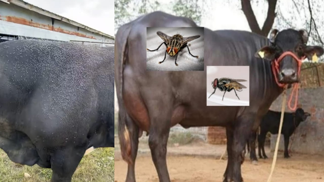 Cattle: ఈగలు పశువుల వద్దకు రాకుండా చేసే సహజ చిట్కా..