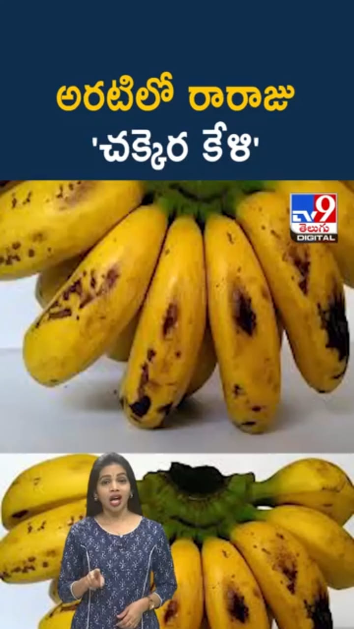 Chakkerakeli Banana: అరటిలో తోపు చక్కెర కేళి..తింటే ఎన్నో ప్రయోజనాలు