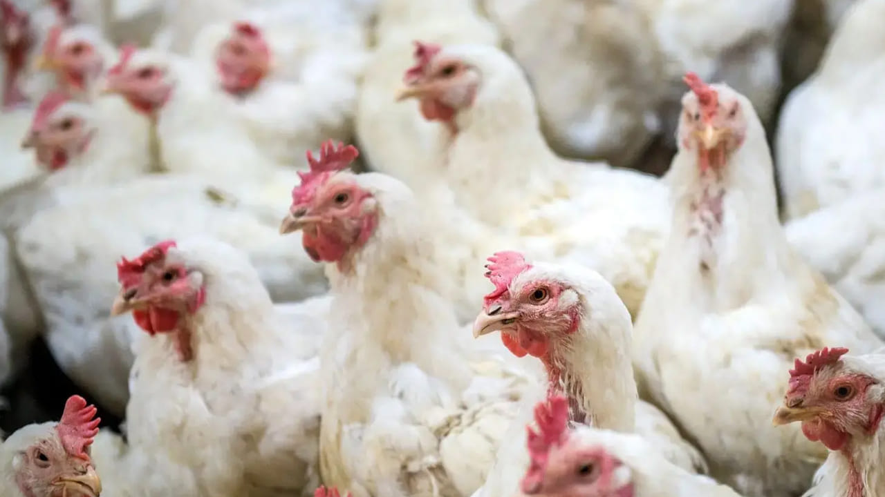 Chicken Prices: నాన్ వెజ్ ప్రియులకు గుడ్‌న్యూస్.. ఒక్కసారిగా పడిపోయిన చికెన్ ధరలు.. ప్రస్తుతం కేజీ ఎంతంటే..?