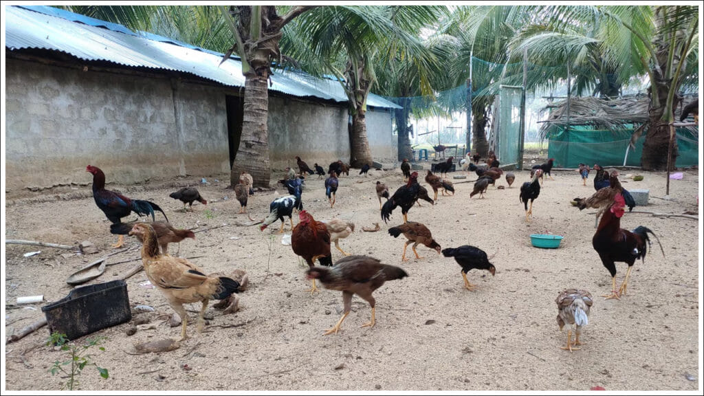 Chicken Farming