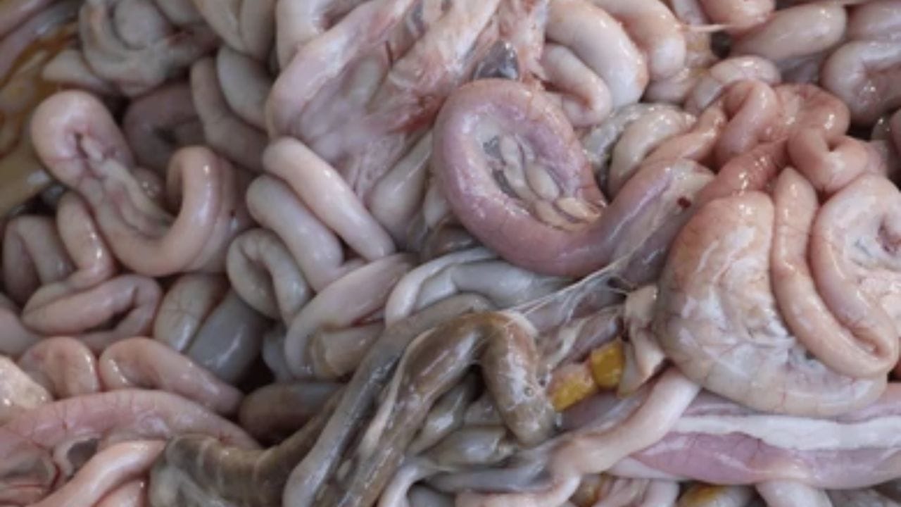 Chicken Intestines