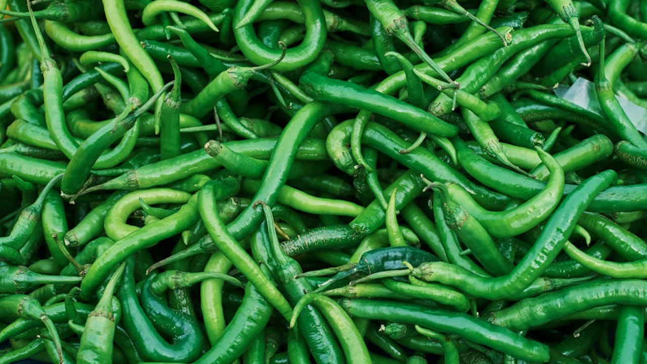 మన అందరి పెరట్లో పచ్చిమిర్చి మొక్క ఉంటుంది. అయితే, కొందరు దీనిని పక్కన పెట్టేస్తారు. మరి కొందరు అన్ని కూరల్లో వేసుకుని తింటారు. అయితే, సరైన విధంగా తీసుకుంటే ఇది మనకీ ఎంతో మేలు చేస్తుంది. 
