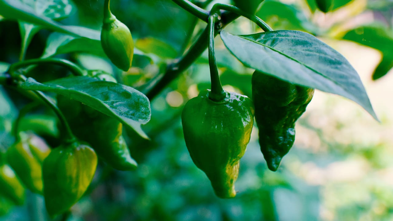 ఈ మిర్చిలో ఉండే ఫైబర్ తిన్న ఫుడ్ ను జీర్ణం చేస్తుంది. అలాగే, కడుపు ఉబ్బరం వంటి సమస్యలు కూడా రావు. ఇది అన్ని కూరగాయల్లో  చిన్నది కానీ, దాని లాభాలను చూసి అందరూ ఆశ్చర్యపోవాల్సిందే. ఇతర అనారోగ్య సమస్యలతో బాధపడుతున్నట్లయితే మీరు వైద్యున్ని సంప్రదించి  తీసుకోవడం మంచిది.


