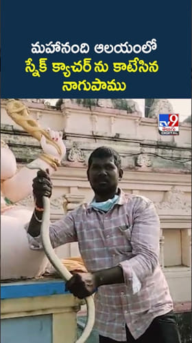వామ్మో.. మహానంది ఆలయంలో స్నేక్ క్యాచర్‌ను కాటేసిన నాగుపాము