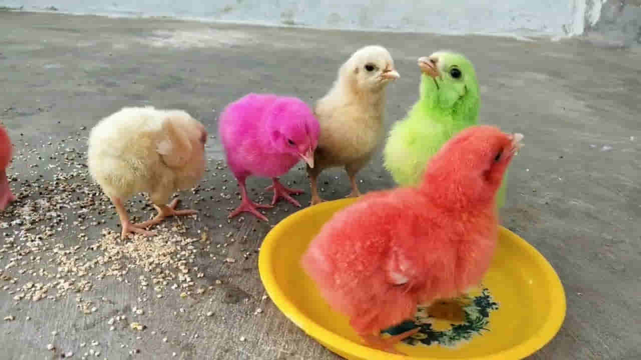 Colour Chicks: ఈ రంగురంగుల కోడి పిల్లల్ని చనిపోకుండా పెంచడం ఎలా..? ఇలా చేయండి