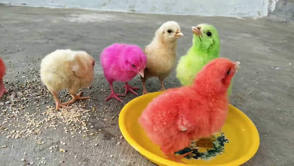 Colour Chicks: ఈ రంగురంగుల కోడి పిల్లల్ని చనిపోకుండా పెంచడం ఎలా..? ఇలా చేయండి