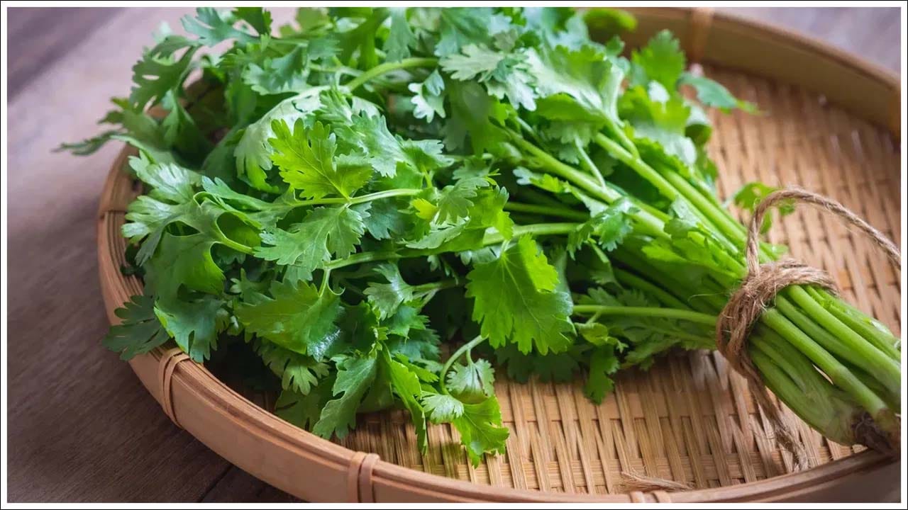 కొత్తిమీరను ఎక్కువ కాలం తాజాగా ఉంచుకోవాలనుకుంటే కొత్తిమీరను తీసుకొని కడగాలి. ఇప్పుడు కొత్తిమీరను ఒక గుడ్డ లేదా టిష్యూపై పరిచి పూర్తిగా ఆరబెట్టండి. ఆకులు చెడిపోవడానికి తేమ అతిపెద్ద కారణం. దీని ప్రకారం.. కొత్తిమీరను పూర్తిగా ఆరబెట్టడం మంచిది. కొత్తిమీరను తాజాగా ఉంచడానికి ఇది ఒక గొప్ప మార్గం.