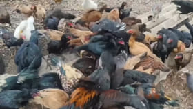 ఈ ఆకులు నాటు కోళ్లకు వేసి చూడండి.. తర్వాత మీరే ఆశ్చర్యపోతారు...