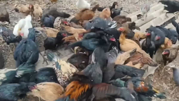 Poultry: నాటు కోళ్లకు ఈ ఆకులు వేస్తే.. అసలు వైరస్ అన్నదే రాదు..