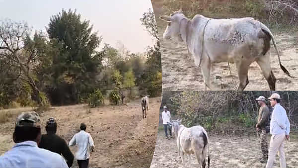 Viral: తల్లి ప్రేమంటే ఇదే.. బిడ్డపై పులి దాడి.. తల్లడిల్లుతూ అధికారులకు దారి చూపించిన గోమాత.. ఇదిగో వీడియో