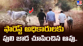 తన బిడ్డను చంపిందని.. పులిని ఫారెస్ట్‌ అధికారులకు పట్టించిన ఆవు..