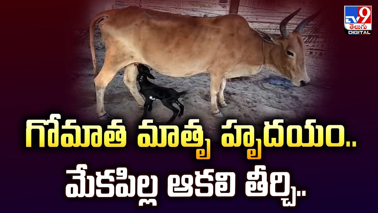 గోమాత మాతృ హృదయం.. మేకపిల్ల ఆకలి తీర్చి..
