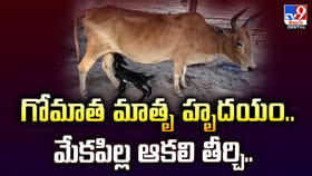 గోమాత మాతృ హృదయం.. మేకపిల్ల ఆకలి తీర్చి..