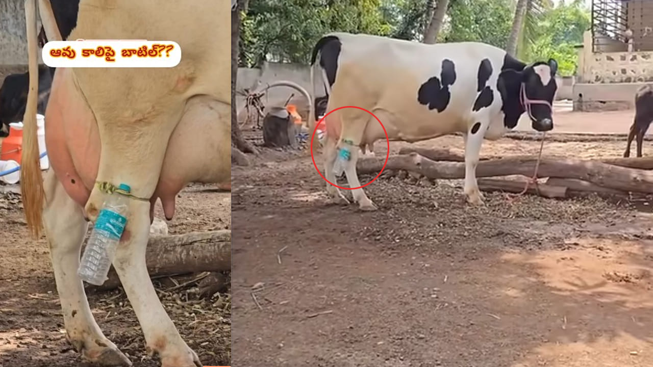 Cow care: పాడి రైతు.. ఈ ఆవు కాలిపై బాటిల్ ఎందుకు కట్టాడో తెలుసా?