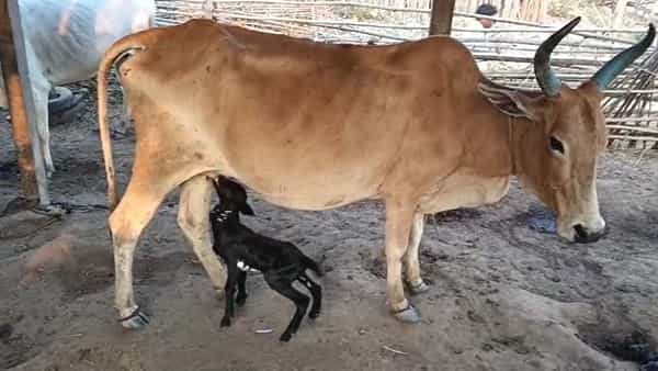 ఆకలితో అలమటించిన మేక పిల్ల.. పాలు ఇస్తూ.. అమ్మతనం పంచిన ఇటిక్యాల పాడి ఆవు!