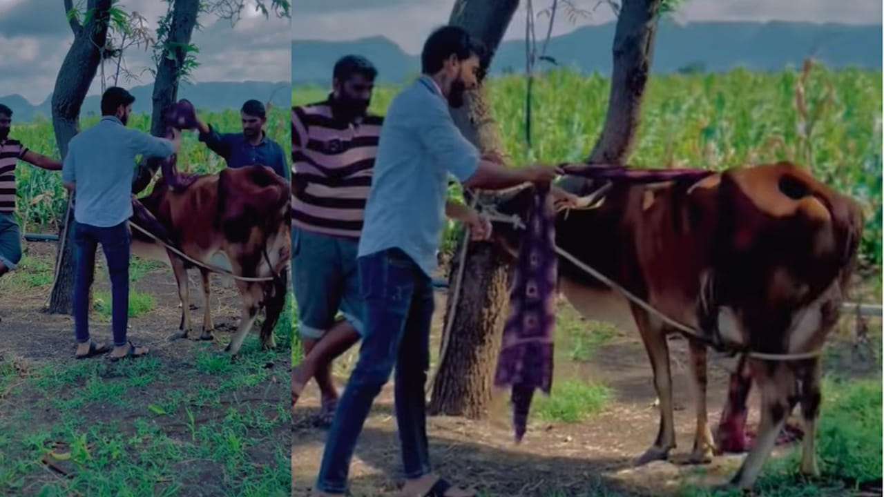 Cow: చీర సాయంతో గోమాత ప్రాణం ఎలా కాపాడారో చూడండి…