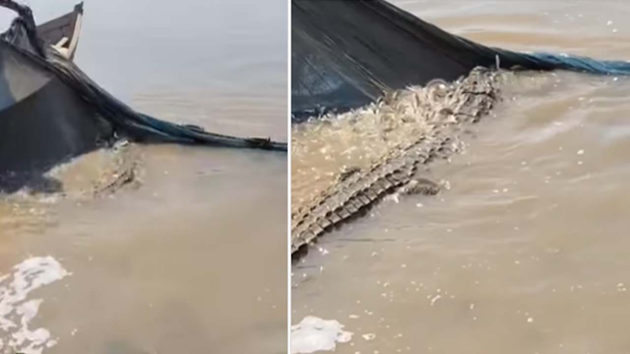 Viral Video: చేపల కోసం వల వేస్తే.. బరువుగా తట్టింది.. గట్టిగా బయటకు లాగి ఉలిక్కిపడ్డ మత్స్యకారులు..!