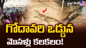 పాపికొండల ఒడ్డున ప్రత్యక్షమైన భారీ మొసళ్ళు