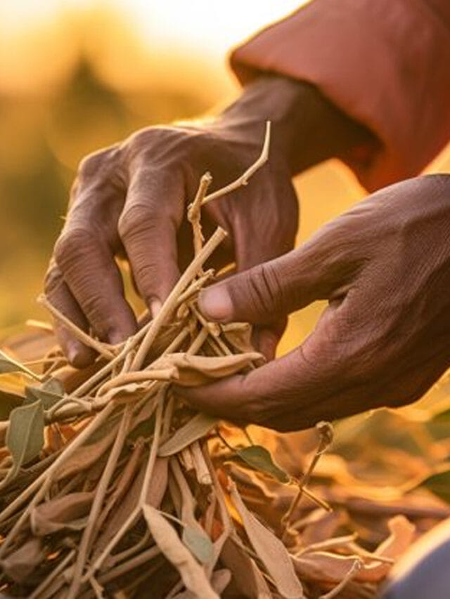 కండరాలు లడ్డూల్లా మార్చే అద్భుత ఆయుర్వేద మూలిక!