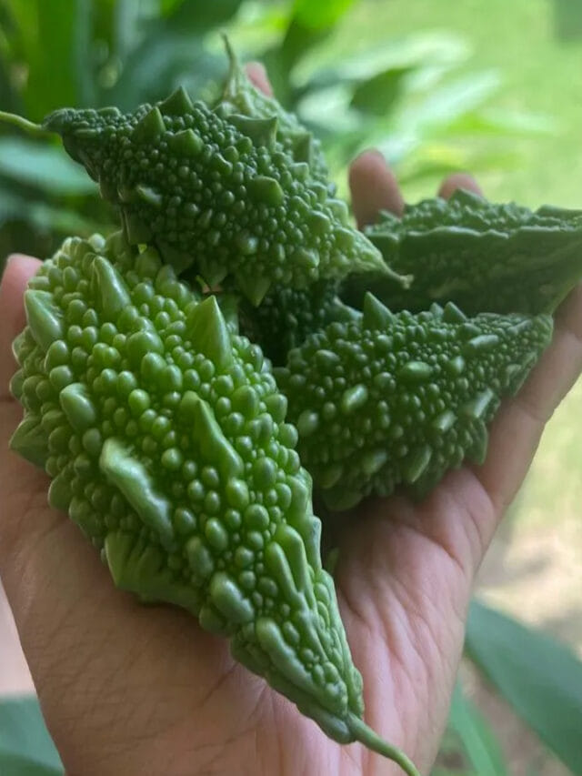 చేదు అనుకుంటే పొరపాటే.. కాకరకాయతో అద్భుతమైన ప్రయోజనాలు!