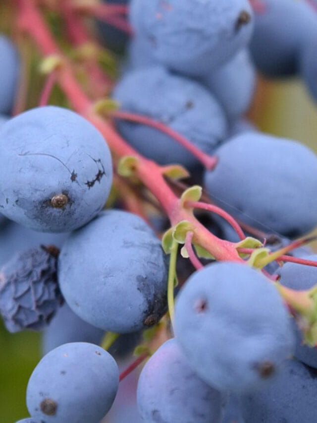 అస్సలు మిస్ అవొద్దూ.. బ్లూ బెర్రీస్ తినడం వలన బోలెడు లాభాలు!