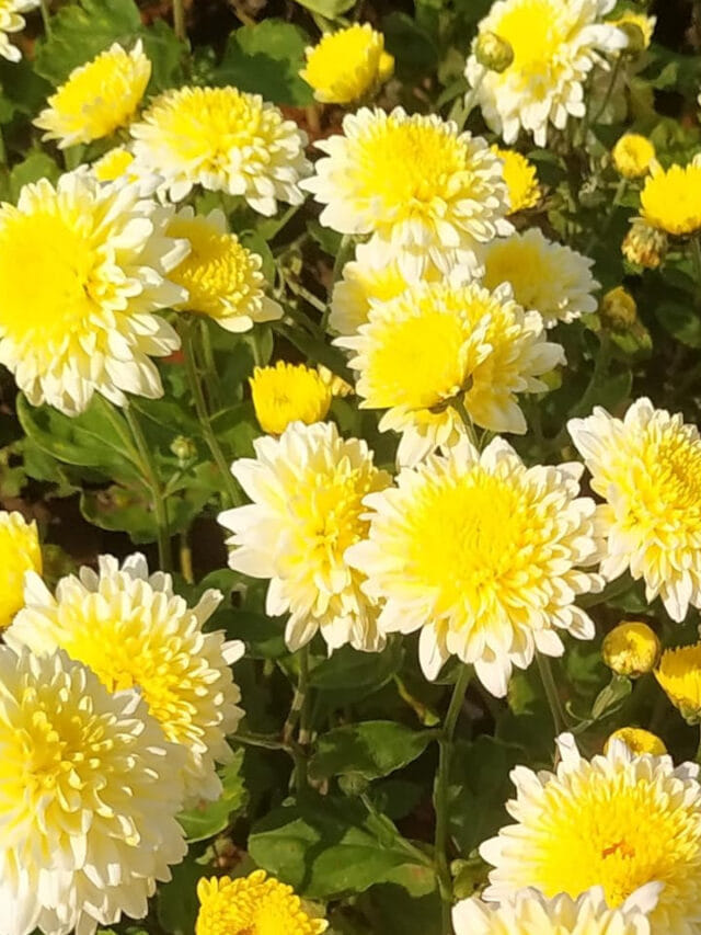 ఇలా చేస్తే మీ చెట్టు నిండా చామంతి పూలే.. మిస్ అవ్వకండి!