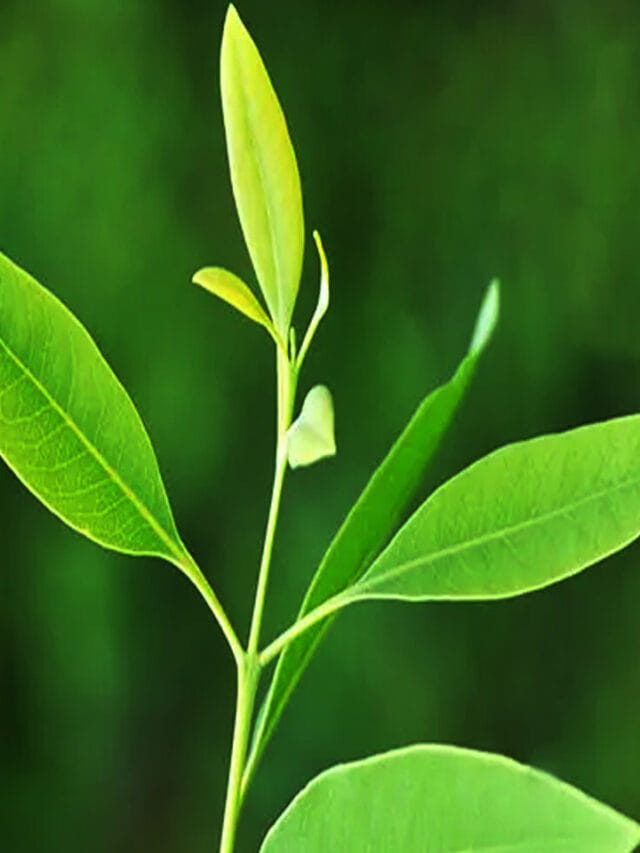 మీ జీవితాల్లో ఊహించని మార్పు..  మీ ఇంట ఈ ఒక్క మొక్క ఉంటే లక్కే లక్కు!