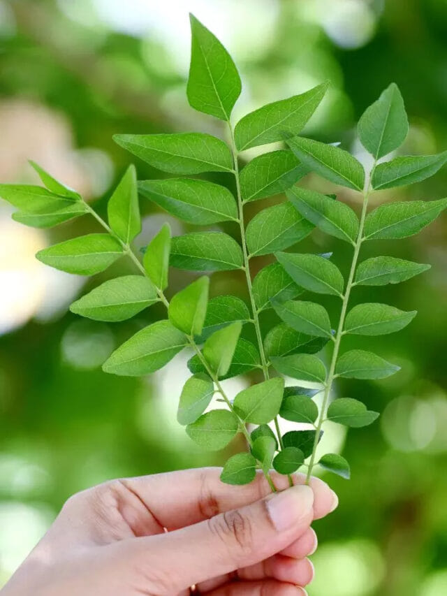 జాగ్రత్త.. ఈ సమస్యలున్న వారు కరివేపాకు తినడం యమడేంజర్