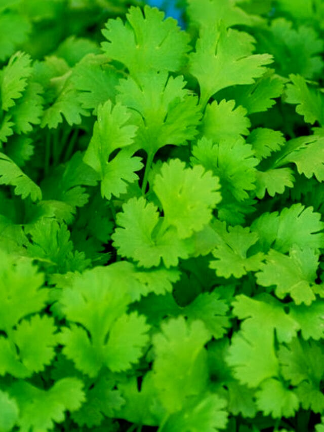 కొత్తిమీరను తీసిపారేస్తున్నారా? ఈ లాభాలు తెలిస్తే రోజూ తింటారు!