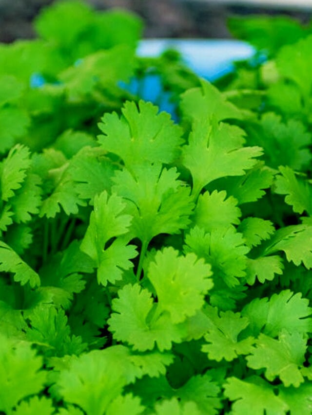 ఫ్రిజ్ అవసరమే లేదు.. కొత్తిమీర ఎక్కువ రోజులు ఫ్రెష్‌గా ఉండాలంటే ఇలా చేయండి!