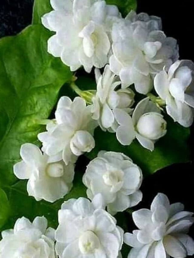 మల్లె చెట్టు బాగా గుబురుగా పూయాలా.. బెస్ట్ టిప్స్ ఇవే!