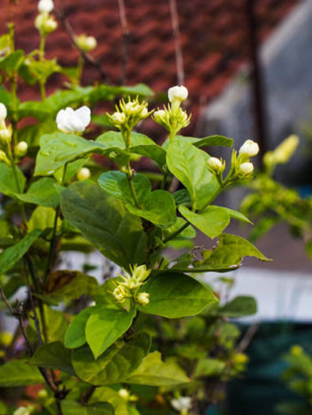 ఇంట్లో మల్లె చెట్టు ఈ దిశలో ఉంటే అరిష్టమే!