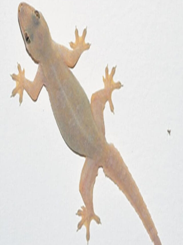 ఇంట్లో బల్లుల బెడదా.. ఇలా తరిమికొట్టండి!