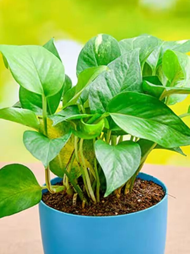 మనీ ప్లాంట్ మొక్కను ఇంట్లో సులభంగా పెంచే టిప్స్ ఇవే!