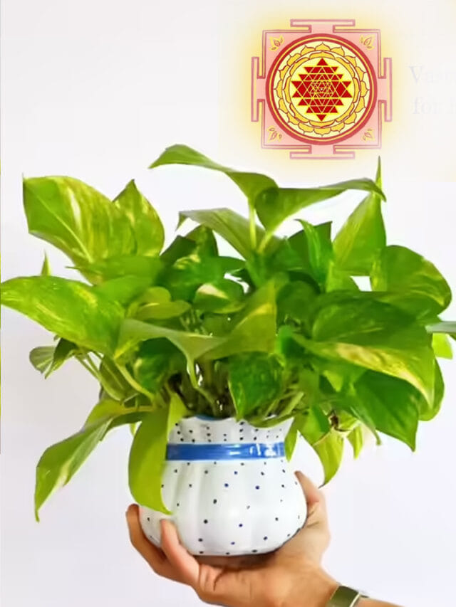 వంట గదిలో మనీ ప్లాంట్ పెంచవచ్చా? అసలు వాస్త శాస్త్రం ఏం చెబుతుంది?