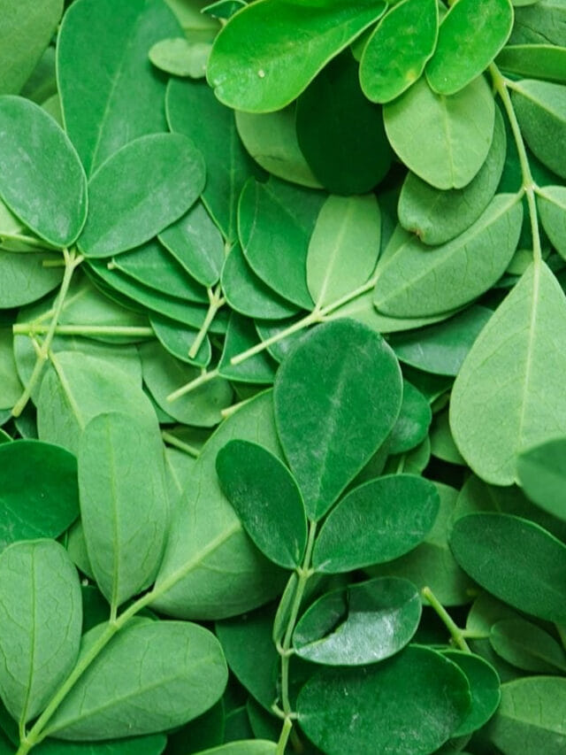 మునగ ఆకుల్లో అంత పవర్ ఉందా.. అలాంటి లోపాలకు ఇదే బెస్ట్ మెడిసిన్