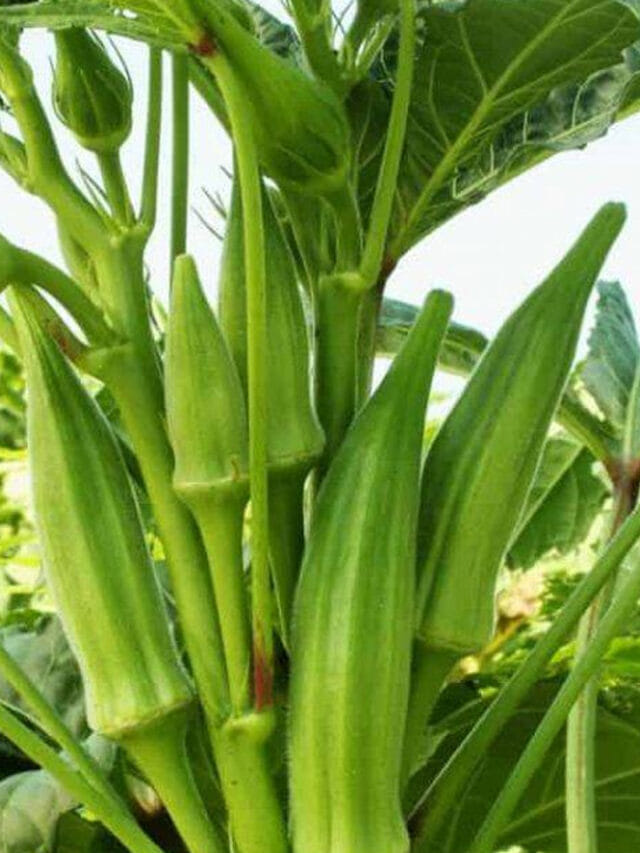 కుండీల్లో బెండకాయ చెట్లను ఇలా పెంచితే.. చెట్టు నిండా కాయలే!