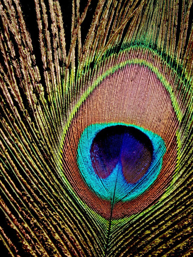 నెమలి ఈకలతో అదృష్టం.. ఇంట్లో ఏ ప్రదేశంలో ఉండాలంటే?