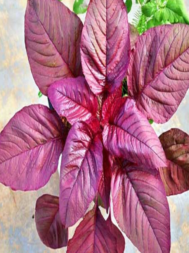 ఎర్ర తోటకూరలో ఇంత మ్యాటర్‌ ఉందా..?