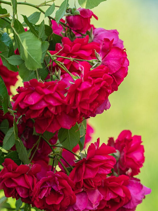 గులాబీ చెట్టు నిండుగా పూయాలా? ఈ ట్రిక్స్ మీకోసం!