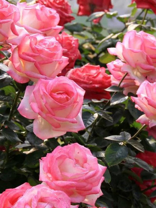 మీ గులాబీ మొక్క పువ్వులు పూయట్లేదా..? ఇలా చేస్తే గుత్తులు గుత్తులుగా పూస్తాయి