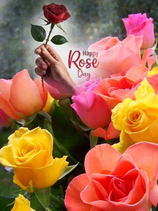 రోజ్ డే స్పెషల్.. ప్రేమలో ఏ గులాబీ రంగు దేనికి సంకేతమో తెలుసుకోండి!