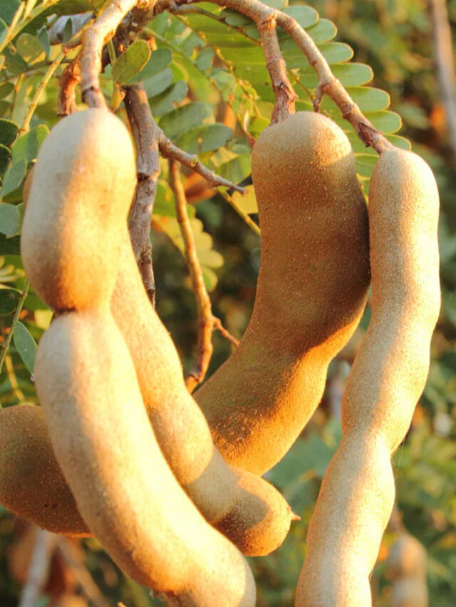 చింత‌పండులో ఏముందని తీసి పారేస్తున్నారా? ఈ సీక్రెట్స్ తెలిస్తే అస్సలు వదలరు