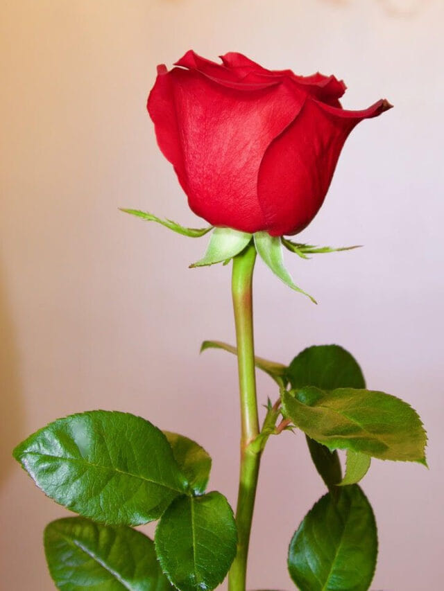 ప్రేమికుల రోజు, గులాబీలకు ఉన్న సంబంధం ఏంటో తెలుసా?